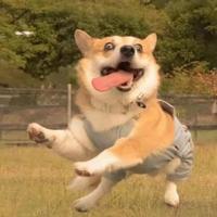 一丝不苟小羊羔头像