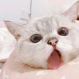 Maple头像