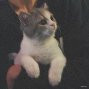 磊磊磊磊磊磊的个人资料头像