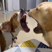 狸酒小爷的个人资料头像