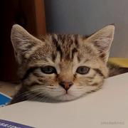 bread_etc的个人资料头像