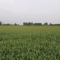 奋发有为小鱼M头像