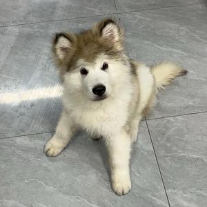 小龙龙头像