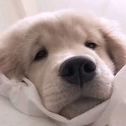 刚入坑的小白的个人资料头像