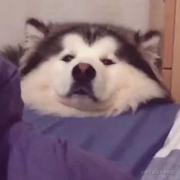 尚鑫的个人资料头像