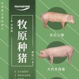 牧原集团种仔猪业务代表头像