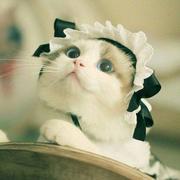 我与狸奴不出门816的个人资料头像