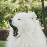 anzhiyubuchiyu的个人资料头像