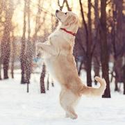 dream46的个人资料头像