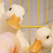 神棍5267的个人资料头像