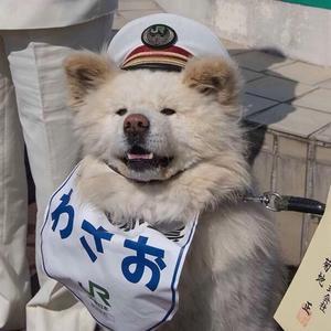 小chen师兄头像