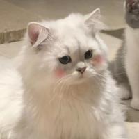 呆是呆头的呆头像