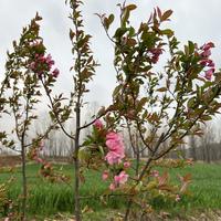 热血青年伊夫琳9w头像