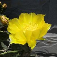 天涯明月刀啊A头像