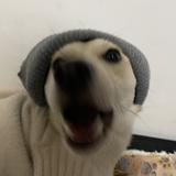 小八月主子头像