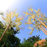 花开彼岸天549头像