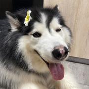 雪杉的个人资料头像