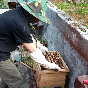 龙哥养蜂中视频头像