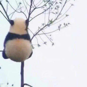 小清新纯的个人资料头像