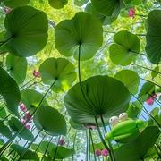 塡鷄的个人资料头像