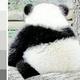小怪兽不能打 · 哈弗酷狗车主·车龄2年头像
