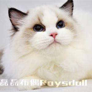 磊磊布偶猫舍Raysdoll头像