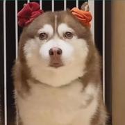 DZYM196的个人资料头像