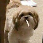 Memalon的个人资料头像