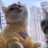 花式挠后背头像