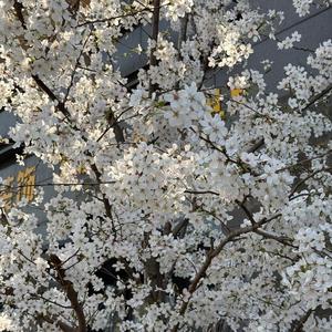 小小怪头像