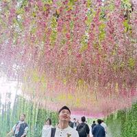 大板牙头像