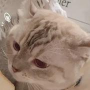 锦上花的个人资料头像