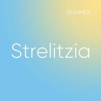 Strelitzia21头像