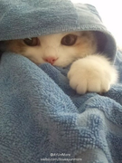 看我的大白眼i的个人资料头像