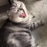 吃西瓜补什么头像