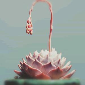 超哥～头像