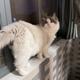 小王的黄黄大哥 · 欧拉闪电猫车主·车龄2年头像