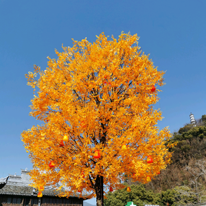 江枫红似火头像