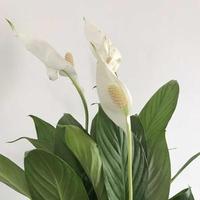 湖北孝感涛声依旧头像