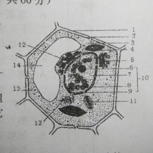 叶绿体不用吃饭头像