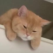 别碰我的小喷菇的个人资料头像