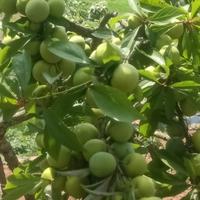 用户共享单车头像