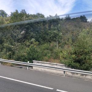 沉着葡萄IEP头像