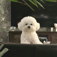 苏格稀饭头像