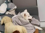 Rukkkia的个人资料头像