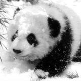 洒脱帆船36N头像