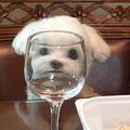 音乐安利酱头像