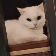 七七是只猫的个人资料头像