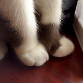 养猪场的小胡子头像