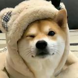 史迪仔吃芒果头像